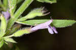 Drummond's false pennyroyal